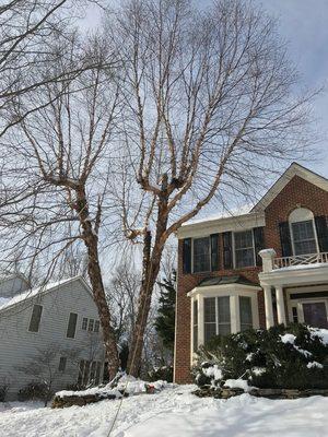 Comprehensive Living Tree Experts and Landscaping