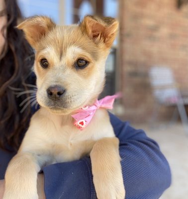 One of the female puppies we are fostering. Meet Chloe :)