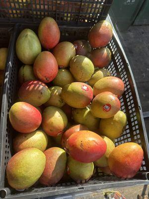 MANGO BOLA