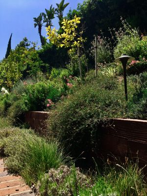 In Beverly Hills:  an orchard will grow on the hillside underplanted with hanging gardens.