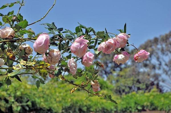 Banning Museum Howard Historic Rose Garden Photo by Simie Seaman