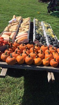 Squash and pie pumpkin trailer