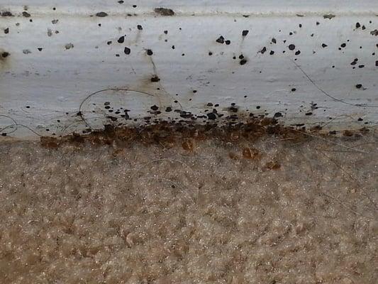 Well developed bed bug nest at the baseboard where carpet meets wall. Bed bugs can fit under and behind the baseboard.