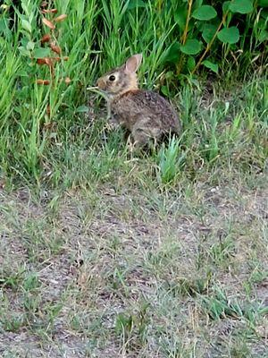 Bunny on hiking trail