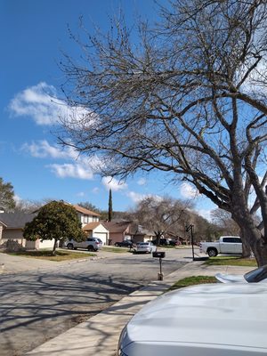 Lift all branches on street