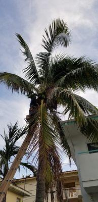 Coconut palm tree being trimming