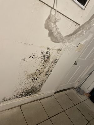 The wall with mold all over