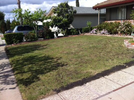 My lawn before Noah aerated/seeded/fertilized.