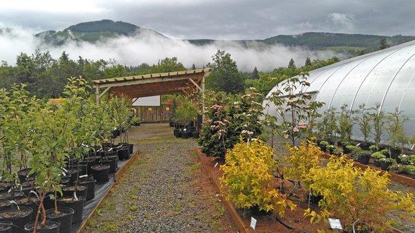 Fall in the nursery sales yard.