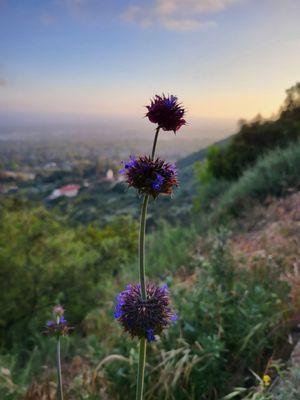 Bailey Canyon To Hastings Peak