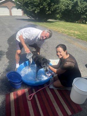 Giving Bella our pet client a bath on this hot day!