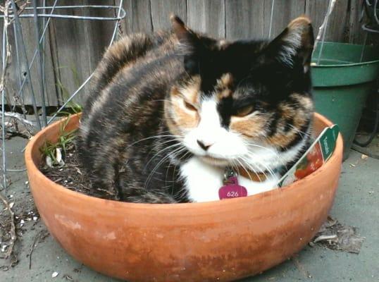 My Chloe in a pot.