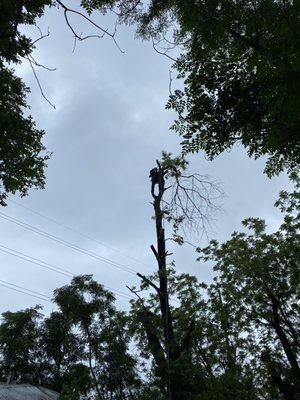 Sady Tree Service