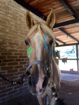 Painted ponies for horse camp