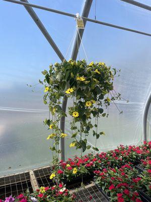 One of hundred of hanging baskets.