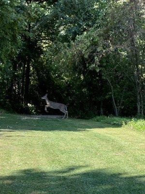 Deer on the path