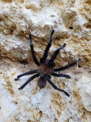 Brown Hobo tarantula