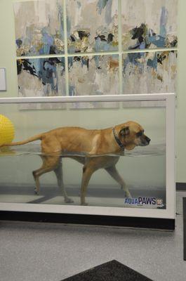 Mixed breed dog walking in underwater treadmill.