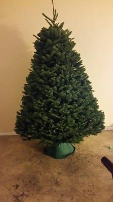 The most perfect looking 6' noble fir!