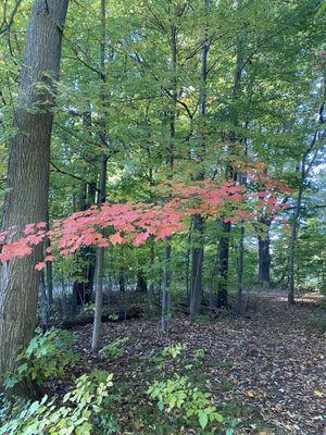 Red mixed in with all of the green. Pretty.