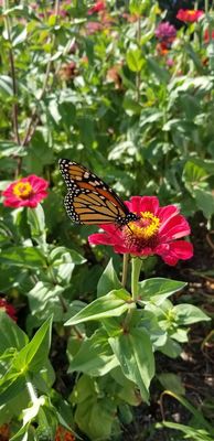 Butterfly and zinnia