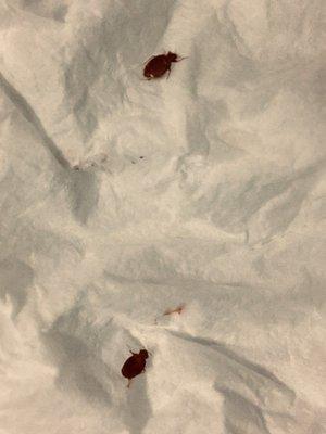 Bed bugs and roaches