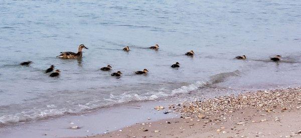 Mother and her Thirteen Ducklings on the Lakeshore in Mackinaw City