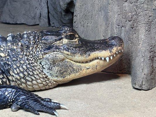 Rex the alligator and her pearly whites