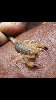 Scorpion