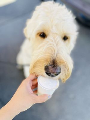 Ice cream for Baci!