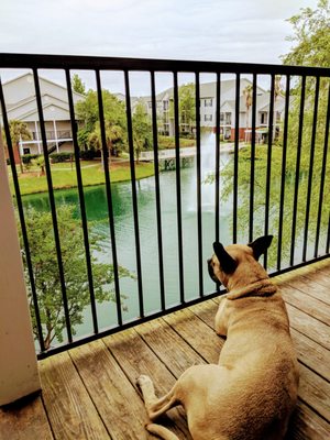 The dog loves it out on the balcony! He sit on the porch and can  and  watch all day!