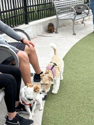 Lucy sniffing out a new friend.