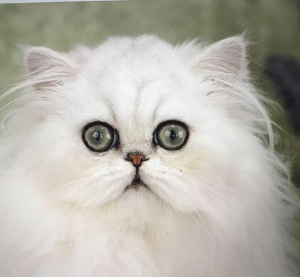 Fine boned White Female Persian kitten. She is 7mo. old, has huge eyes that need special medicine. She weighs only 4lbs. & is very skittish.