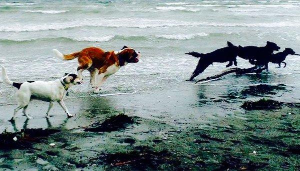 Fun Friday beach run on Whidbey Island