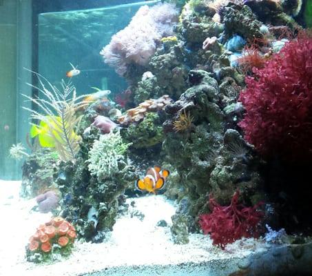 This only a SIDE view of my reef tank that Brian from Aquatic Finesse has been maintaining for years!  Thank you Brian!