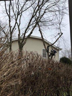 Secure tree climbing