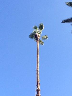 Climber's Tree Service and Landscaping