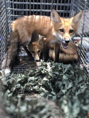 2 of 7 foxes we pulled from a property in Marietta.