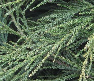 Cryptomeria Radicans