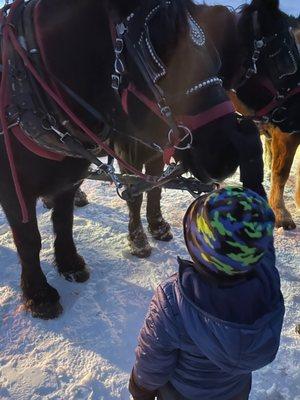 Petting the horses