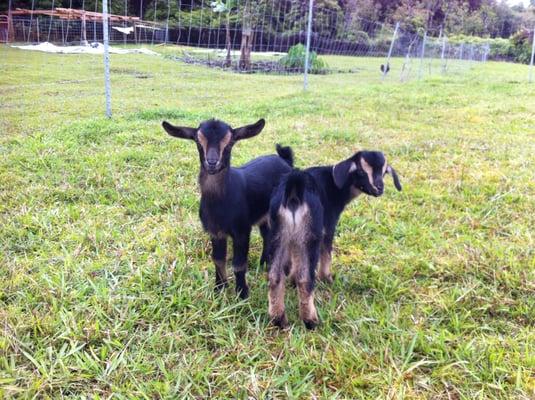 Baby Goats!