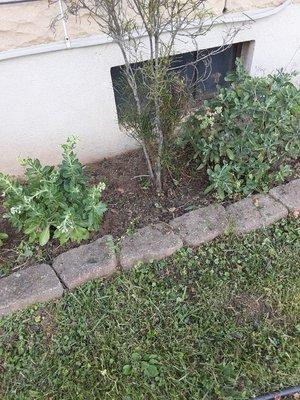 Me trimming hedges and cleaning a flower bed for a customer