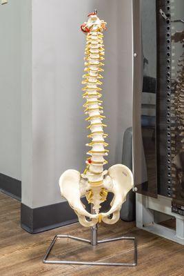 Spine Model