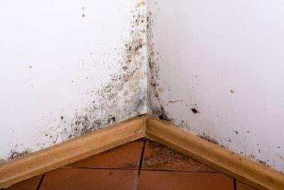 Mold Damage