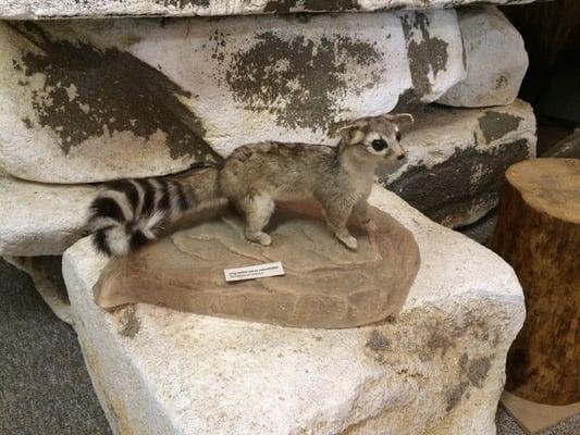 Ring-tailed Cat