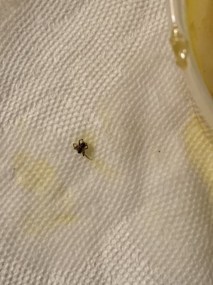 Spider in my to go soup