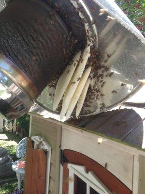 Hive removal from a lamp