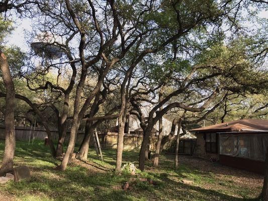 Tree pruning