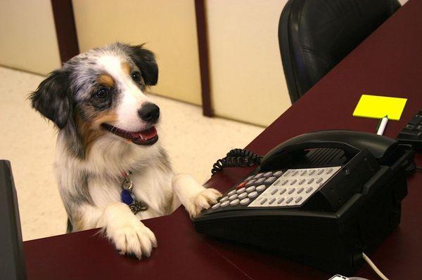 Who needs a receptionist anyways?