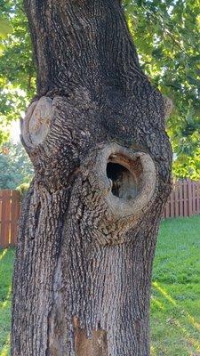 Tree removal, very unsafe tree